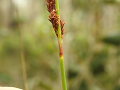 Machaerina teretifolia