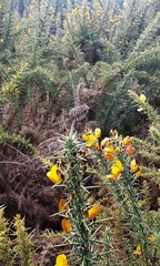 Ulex europaeus