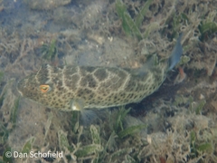 Sphoeroides testudineus