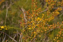 Acacia latipes