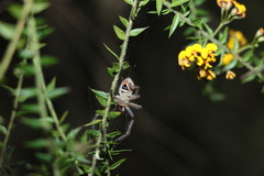 Neosparassus calligaster