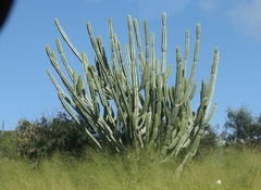 Cereus hildmannianus