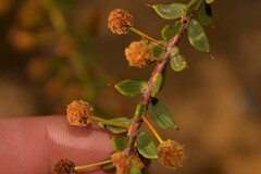 Acacia latipes