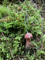 Suillus spraguei