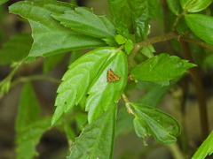 Choreutis amethystodes