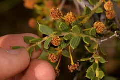 Acacia latipes