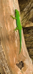 Phelsuma sundbergi