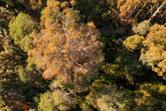 Eucalyptus viminalis