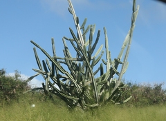 Cereus hildmannianus