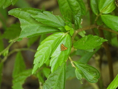 Choreutis amethystodes