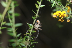 Neosparassus calligaster