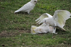 Cacatua sanguinea