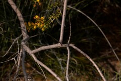 Acacia latipes