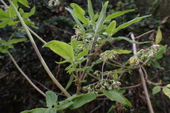 Valeriana decussata