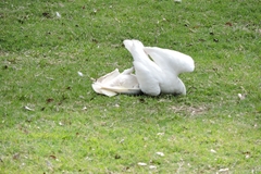 Cacatua sanguinea
