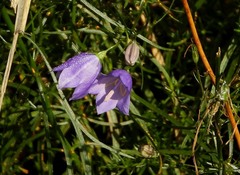 Campanula scheuchzeri
