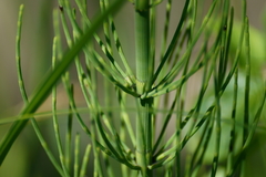 Equisetum fluviatile