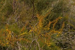 Acacia latipes