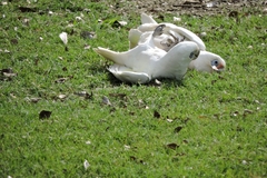 Cacatua sanguinea
