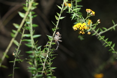 Neosparassus calligaster