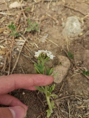 Tournefortia sibirica