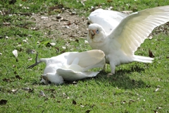 Cacatua sanguinea