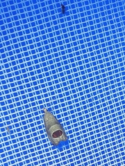 Notocelia uddmanniana