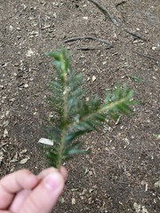 Abies alba