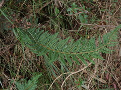 Polystichum