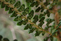 Polystichum
