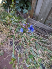 Cichorium intybus