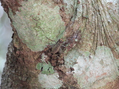 Cardiodactylus guttulus