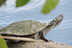 Emydura macquarii