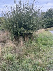 Salix cinerea