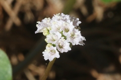 Boerhavia repens