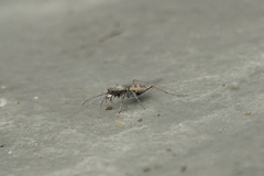 Cephalota chiloleuca