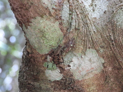 Cardiodactylus guttulus