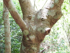 Cardiodactylus guttulus