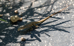 Aspidoscelis tesselatus