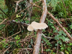 Pseudohydnum gelatinosum