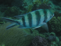 Abudefduf sexfasciatus