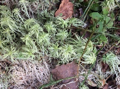 Sphagnum squarrosum