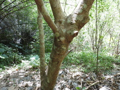 Cardiodactylus guttulus