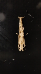 Erechthias atririvis