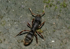 Pseudoneoponera bispinosa