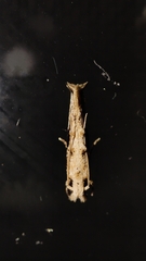 Erechthias atririvis