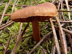 Cortinarius croceus