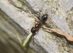 Trichomyrmex glaber