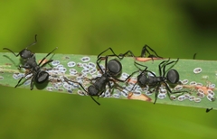 Polyrhachis
