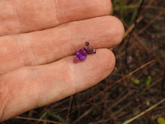 Utricularia caerulea